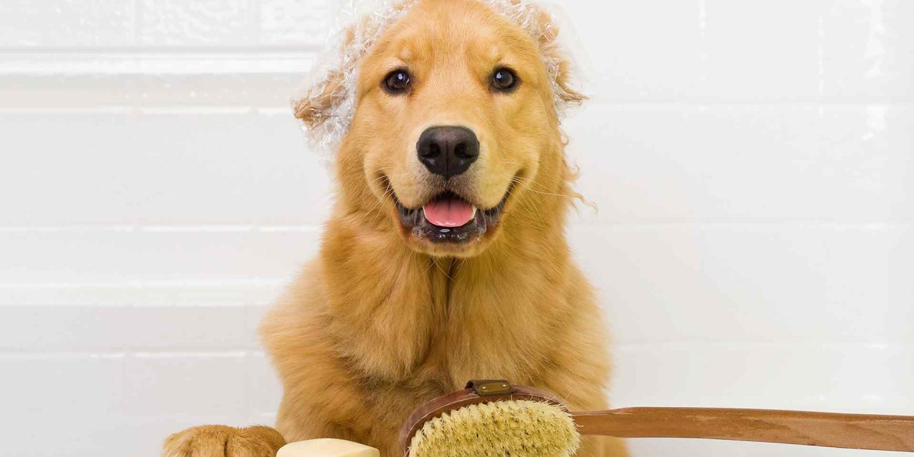 https://www.toilettagelabelleetlabete.com/wp-content/uploads/2018/09/post_02-1280x640.jpg